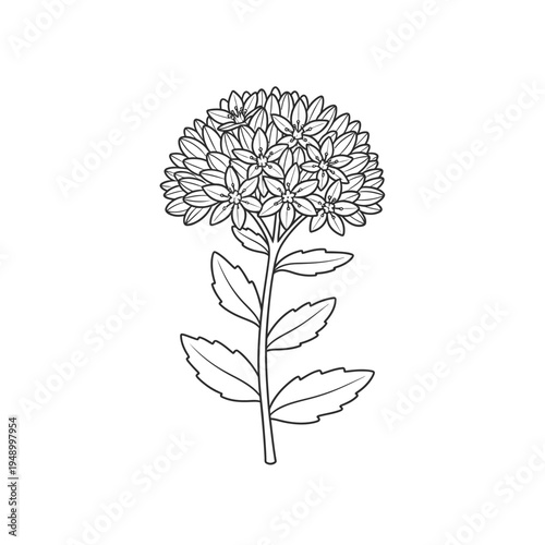 Elegant Sedum Flower Line Art Illustration.