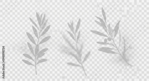 Set of realistic plant shadow overlays with transparent background. Olive and willow leaf shadows for natural aesthetic mockups.