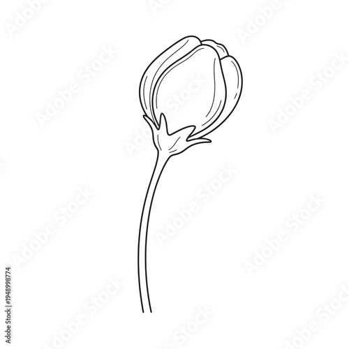 Elegant single flower bud illustration line art.