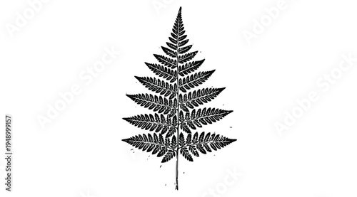 A black and white illustration of a single fern leaf isolated on white background with detailed fronds and stem