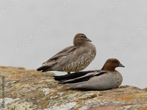 A pair of Maned Ducks also known as Australian Wood Ducks (Chenonetta jubata) resting on a sandstone dam wall with out of focus water in background