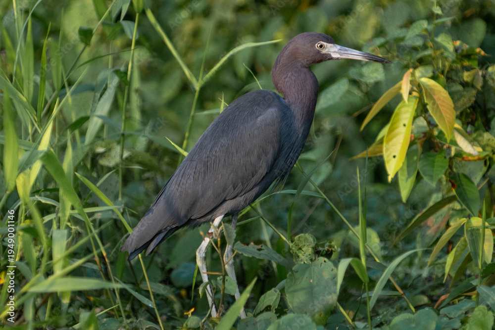 Naklejka premium Graureiher
