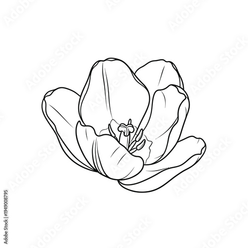 Elegant Tulip Flower Outline Drawing.