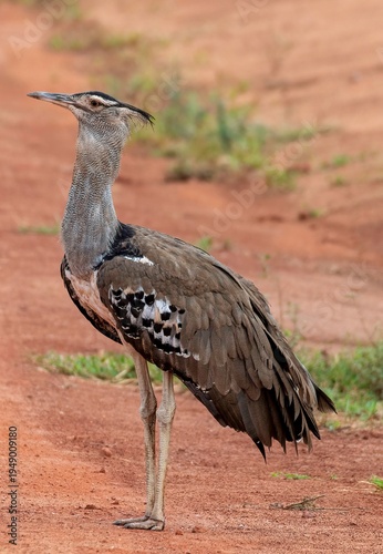 Kori Bustard side view standing on a dirt road at the Tsavo East National park in Kenya