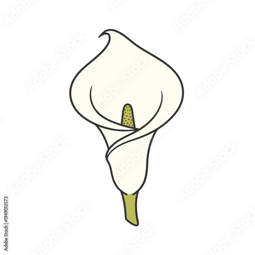 Elegant White Calla Lily Flower Illustration.