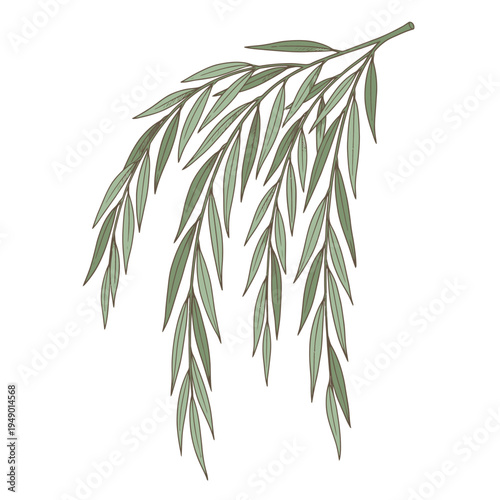 Elegant Willow Tree Branch with Delicate Leaves Illustration.