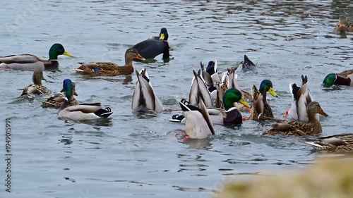 Wild birds in Europe: male and female mallards (Anas platyrhynchos) foraging by dabbling and diving to the bottom in a saline lagoon of the Black Sea.