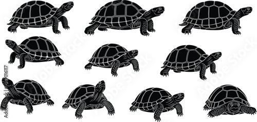 Hand Drawn Black Tortoise Silhouette Set Engraving Style Vector Illustration Collection of Land Turtle Species Isolated on White Background for Wildlife Nature Graphic Design