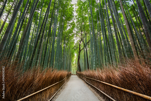 Bamboo forest in Kyoto, Japan