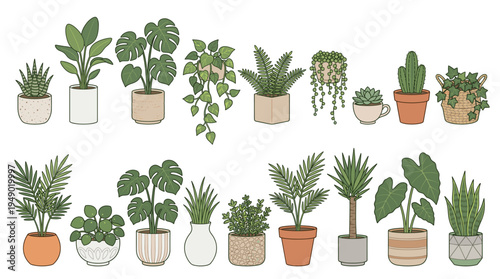 Collection of various potted houseplants growing in ceramic pots, multiple botanical species displayed together on a simple clean white background