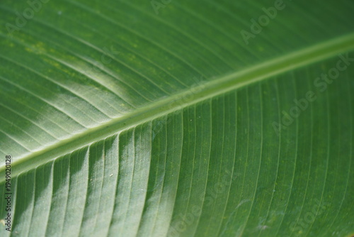 Macro image of tree patterns.