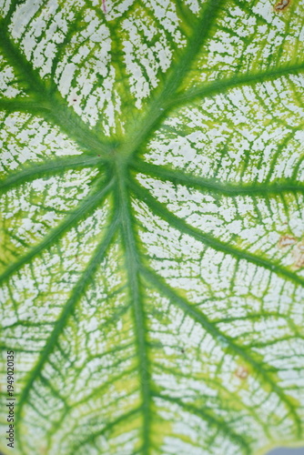 Macro image of tree patterns.