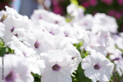 Beautifully colorful flower photographs; macro photography.