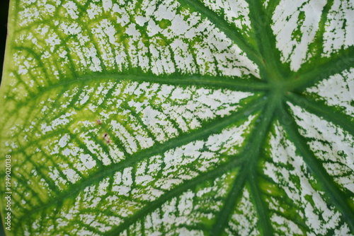 Macro image of tree patterns.