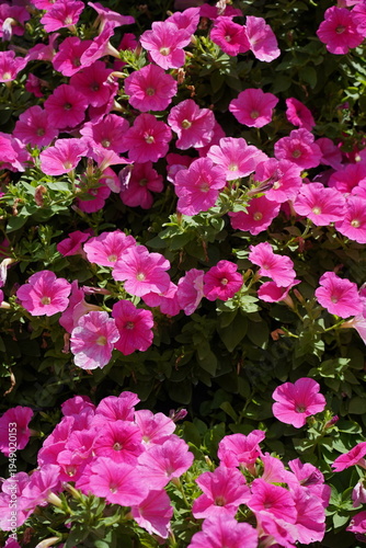 Beautifully colorful flower photographs; macro photography.