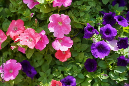 Beautifully colorful flower photographs; macro photography.