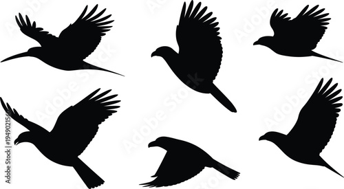 Silhouette of flying birds collection, eagle and hawk wings spread, nature wild life vector illustration