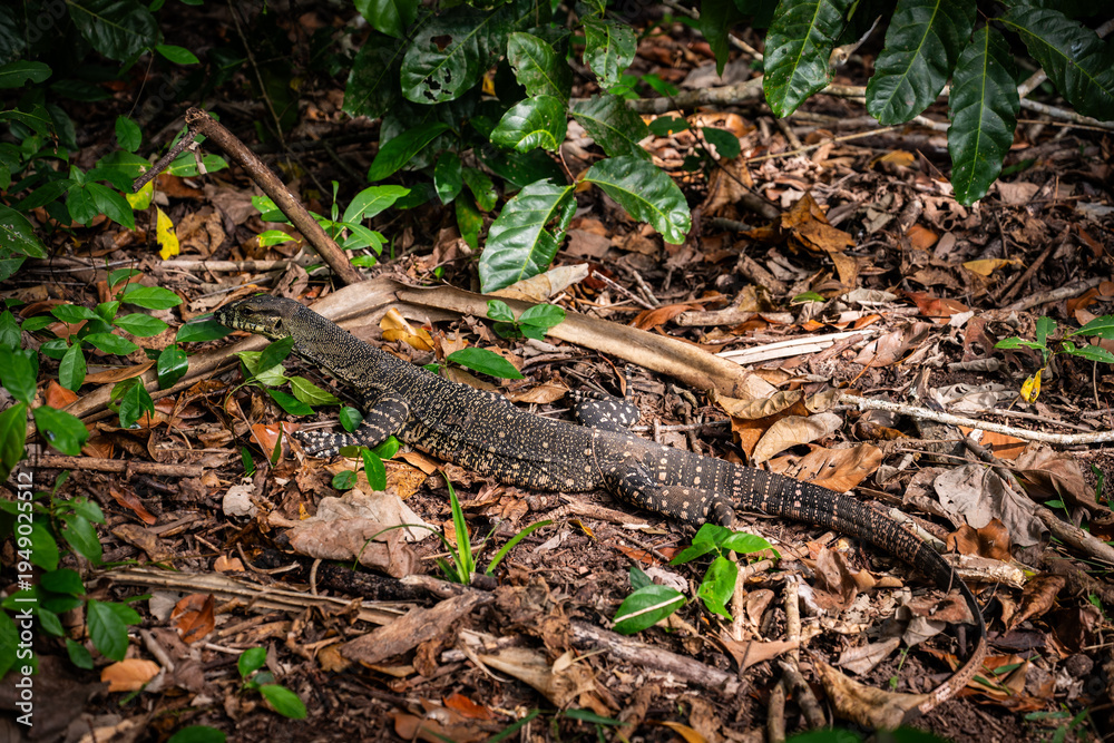 Fototapeta premium lizard in the forest