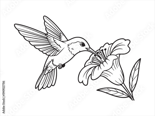 Hummingbird bird with flower line art, Outline Drawing of Hummingbird with Flower, Nature Wildlife Vector Illustration