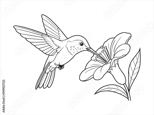 Hummingbird bird with flower line art, Outline Drawing of Hummingbird with Flower, Nature Wildlife Vector Illustration