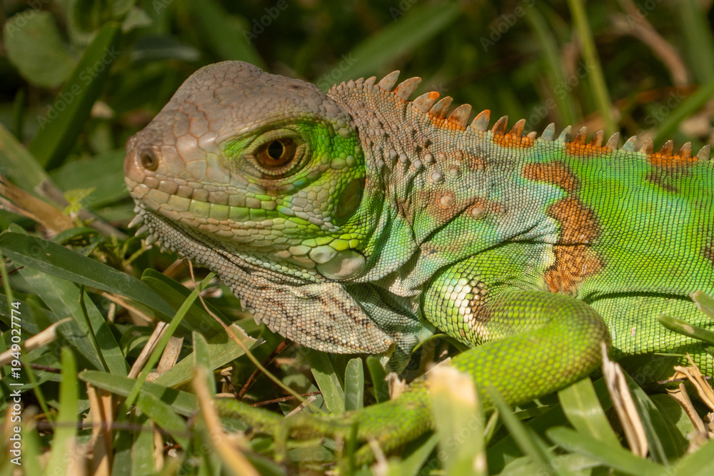 Obraz premium Leguan 