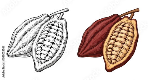 Illustration of cacao pods with one opened to reveal seeds in black and white and color on a white background.