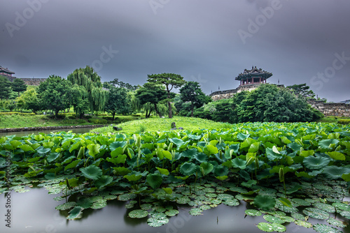 Yongyeon Pond at Suwon Hwaseong Fortress in Summer