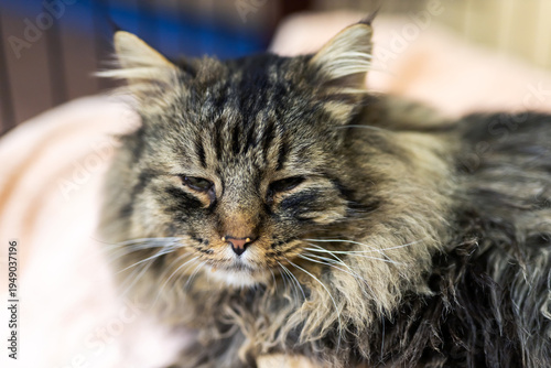 Fotografie Shelter cat with soulful eyes