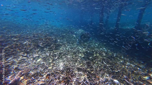 Underwater Wonders of the Tropical Reef with  Bumphead parrotfish  as Beauty of Coral Reef Biodiversity with ocean sea background	