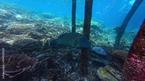 Underwater Wonders of the Tropical Reef with  Bumphead parrotfish  as Beauty of Coral Reef Biodiversity with ocean sea background	
