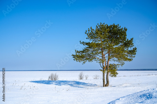 фотографія Lone pine tree standing in a serene, isolated winter landscape