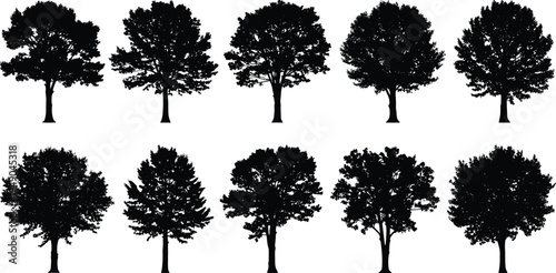 Collection of twelve distinct tree silhouettes arranged in rows, showcasing varied shapes and foliage patterns for botanical diversity, landscape design, environmental science, and educational 