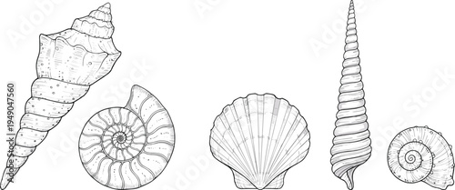 Hand Drawn Seashell Collection Vector Illustration with Spiral Shell, Scallop and Marine Fossil Elements Isolated for Vintage Ocean Nature Design