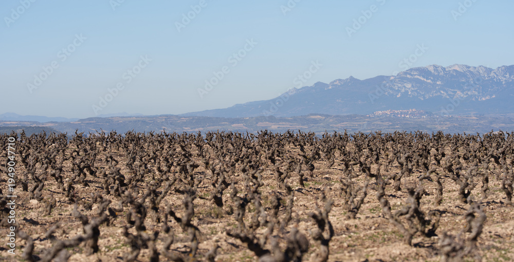 Fototapeta premium Pruned Vineyard Rows with Distant Mountain Range Under Clear Blue Sky