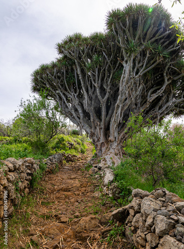 hiking tour with Canary Island dragon tree, La Palma