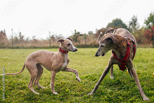 Canvas Print Interaction and friendship between two dogs in off-leash dog park