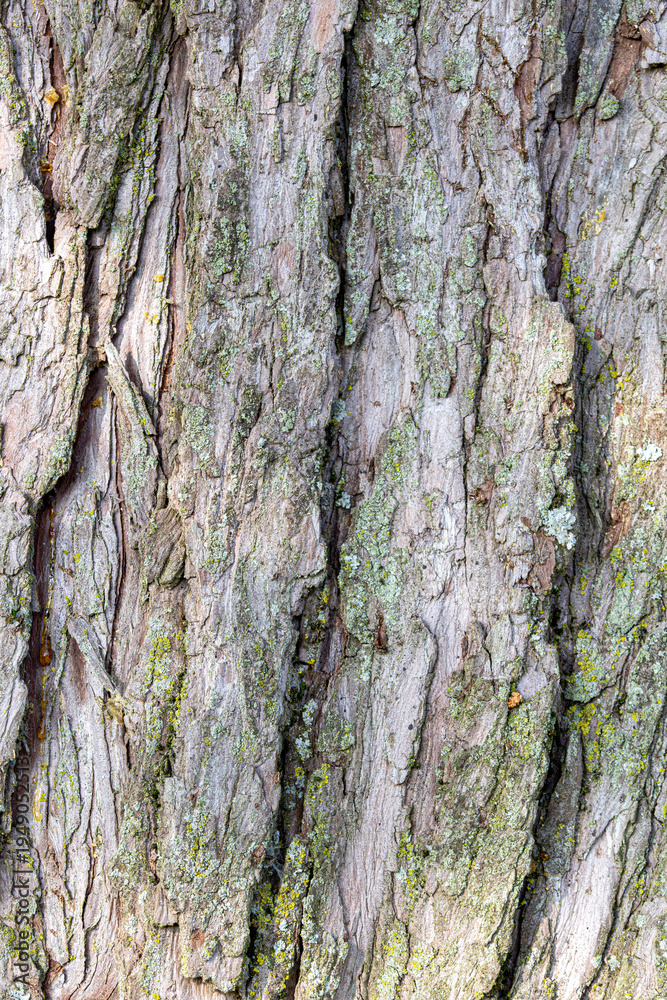 Obraz premium Cedar Tree Bark Close-Up