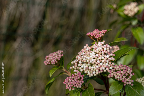 Obraz na płótnie Viburnum Tin Buds with Soft Pink Hue