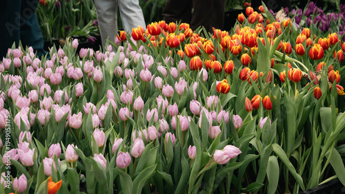 Foto Pink and Orange Tulips at a Public Flower Event in Berlin
