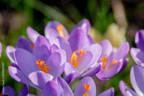 viele Krokusblüten frontal Ansicht