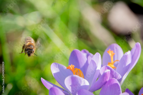 Krokusblüten rechts und Biene links , beides scharf