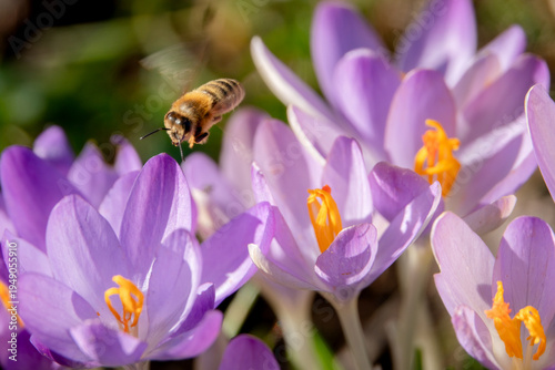 Biene fliegt über Krokusblüte
