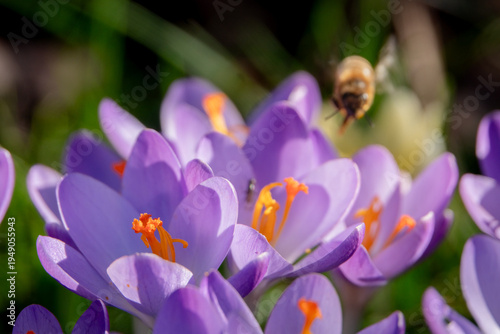 blühende Krokusse mit unscharfer Biene im Hintergrund
