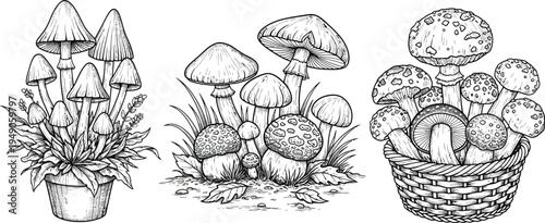Vector illustration of various mushroom types in different settings