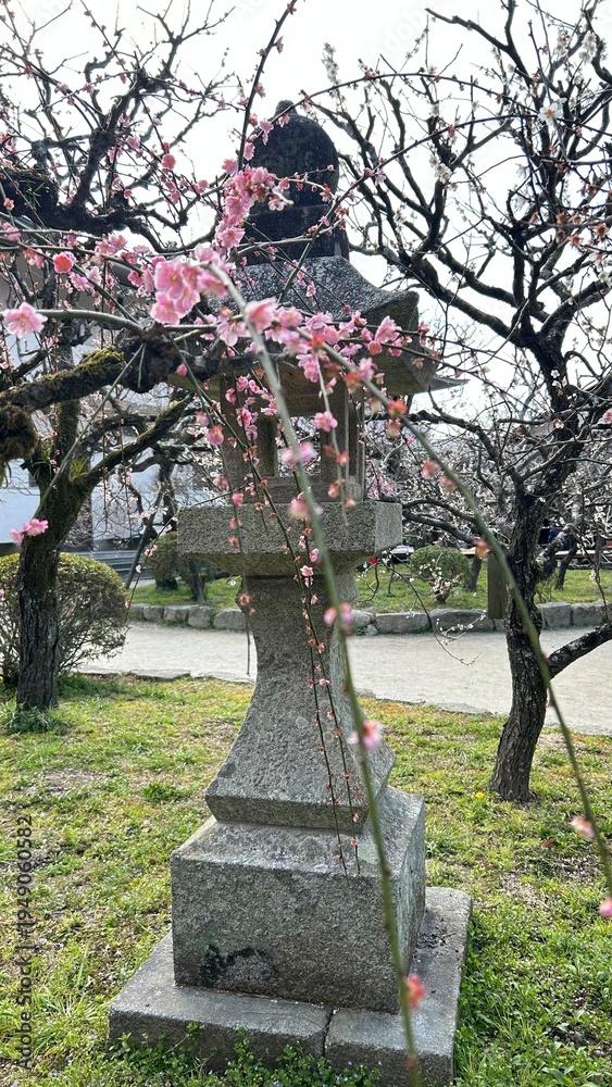 Obraz premium Plum Blossoms 梅の花