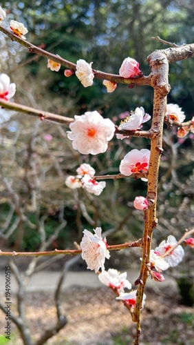 Plum Blossoms 梅の花