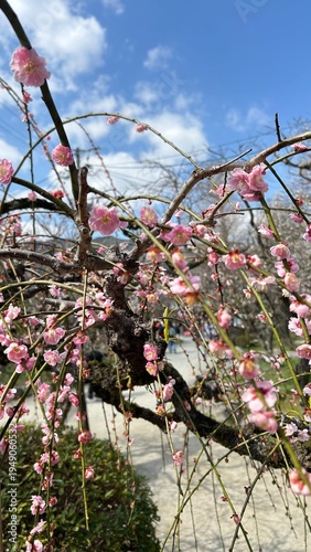 Plum Blossoms 梅の花