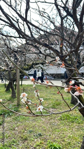 Plum Blossoms 梅の花