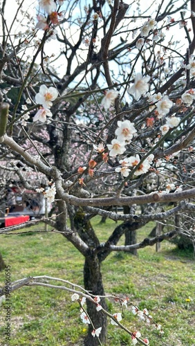 Plum Blossoms 梅の花