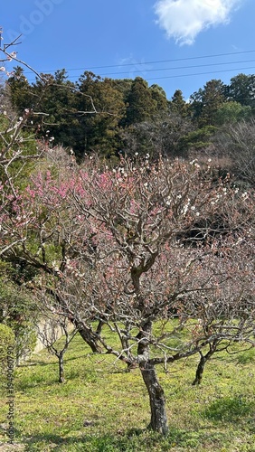 Plum Blossoms 梅の花